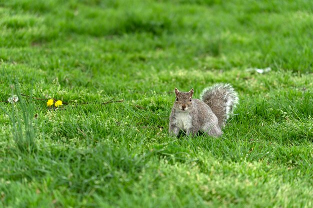 Foto eichhörnchen schaut dich in washington an