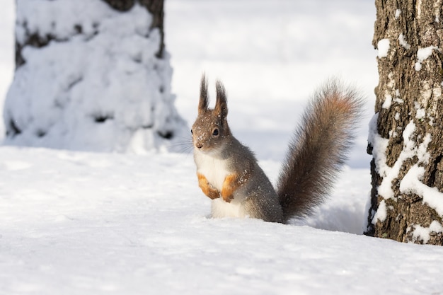 Eichhörnchen Schnee Winter