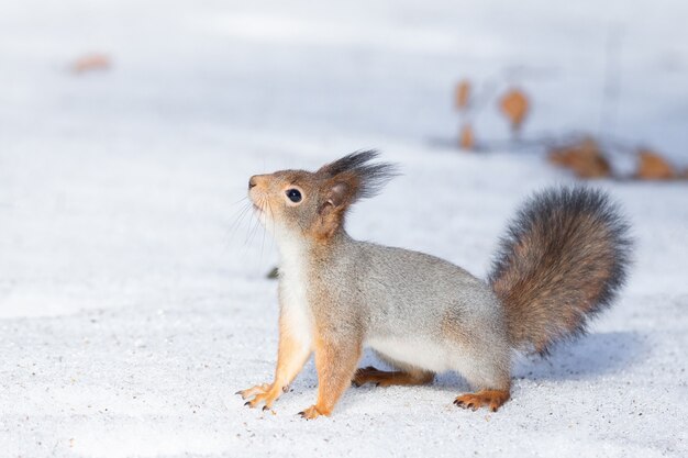 Eichhörnchen Schnee Winter