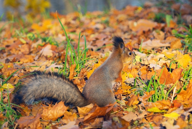 Eichhörnchen Sciurus gemein im Herbstwaldstreu