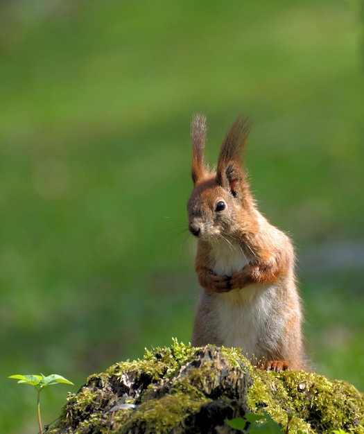 Eichhörnchen Sciurus Vulgaris im Wald aufgenommen