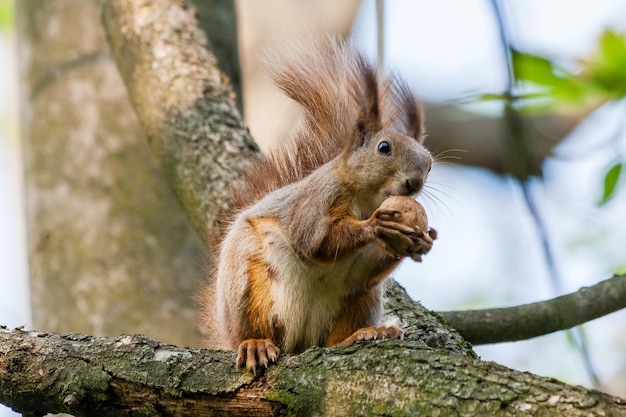 Eichhörnchen sitzt auf einem Ast und nagt an Nüssen