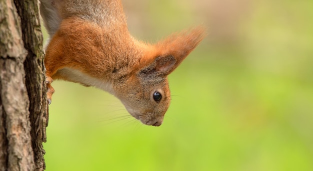 Eichhörnchen sitzt auf einem Baum, Nahaufnahme.