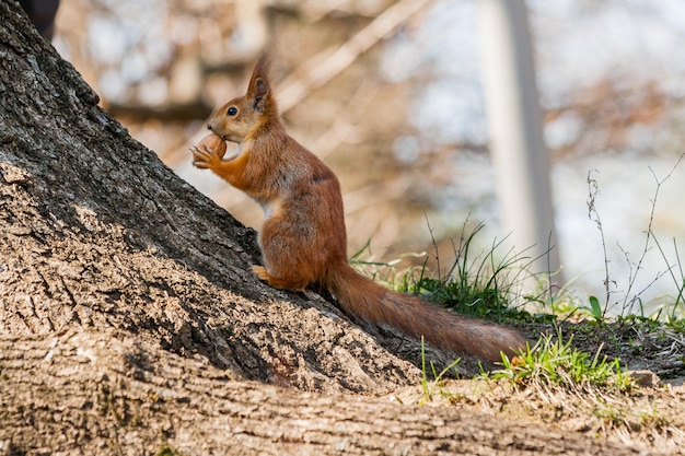 Eichhörnchen sitzt auf einem Baum