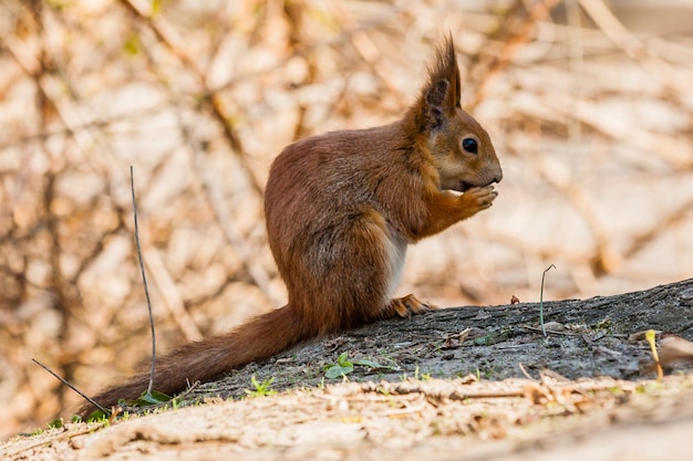 Eichhörnchen sitzt auf einem Baum