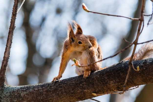 Eichhörnchen sitzt auf einem Baum