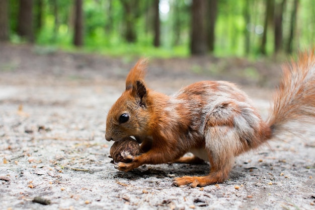 Eichhörnchen sitzt und isst eine Nuss im Wald