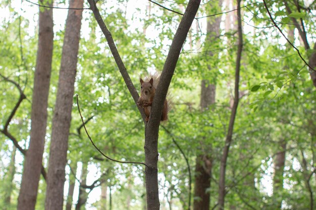 Eichhörnchen sitzt und isst eine Nuss im Wald