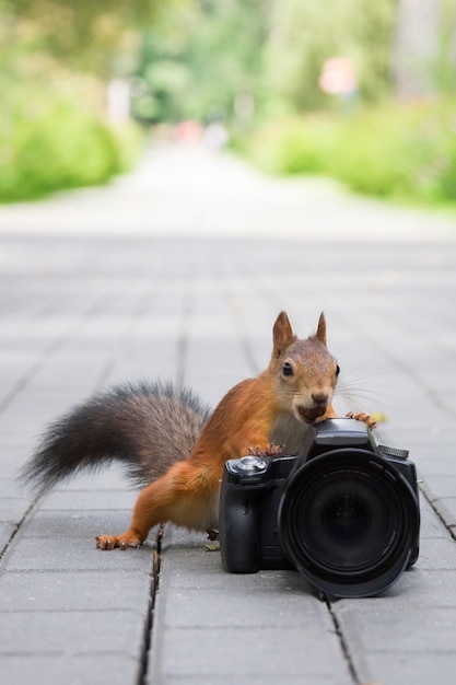 Eichhörnchen und Kamera