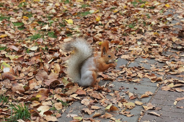 Eichhörnchen versteckt Mahlzeit in einem Park