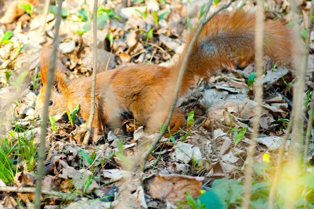 Eichhörnchen