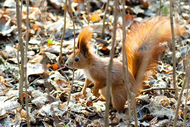 Eichhörnchen