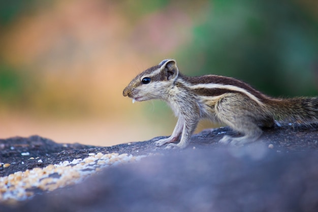 Eichhörnchen