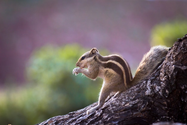 Eichhörnchen