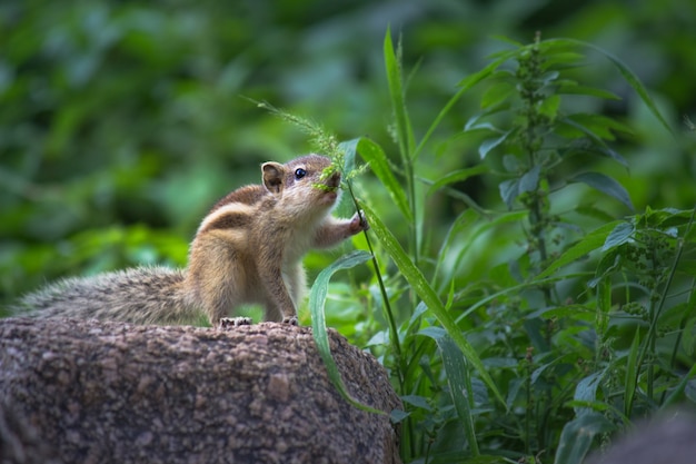 Eichhörnchen