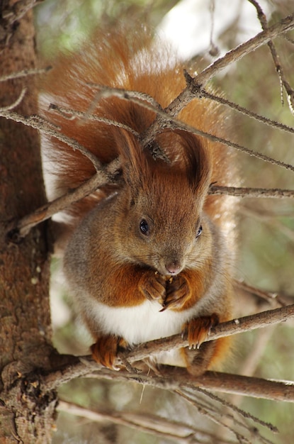 Eichhörnchen