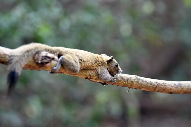 Foto eichhörnchenleben in der natur naturwald von thailand