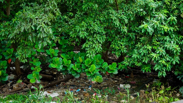 Eichhornia crassipes ou jacinto de água comum e muito lixo na superfície da água do rio Choa praya em Bangkok Tailândia