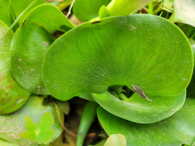 Foto eichhornia crassipes en primer plano