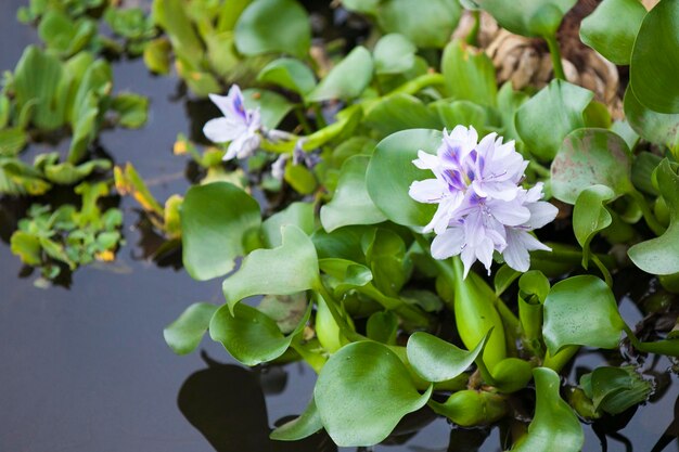 Eichornia crassipes é uma planta aquática também conhecida como jacinto de água