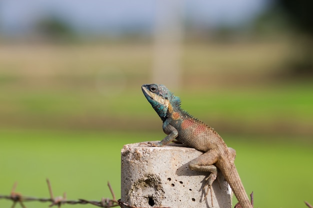 Eidechse auf Baum, Thailand