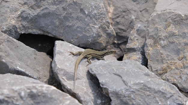 Eidechse auf den Felsen