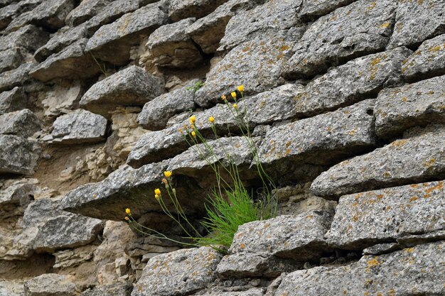 Foto eidechse auf einem felsen