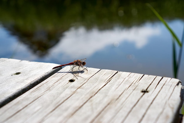 Foto eidechse auf einem steg