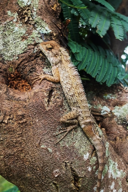 Eidechse, die auf Baum am wilden Wald sitzt