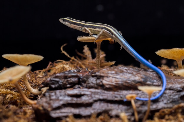 Eidechse Emoia caeruleocauda Pacific Bluetail Skink