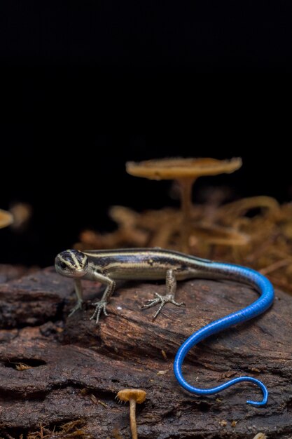 Eidechse Emoia caeruleocauda Pacific Bluetail Skink