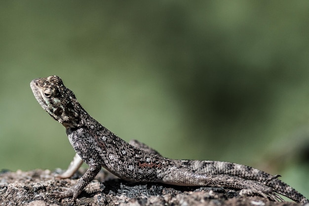 Eidechse farbenfroh neugierig gestrandet auf der Oberfläche laufen wilde Tiere Säugetiere in Kenia Ostafrika