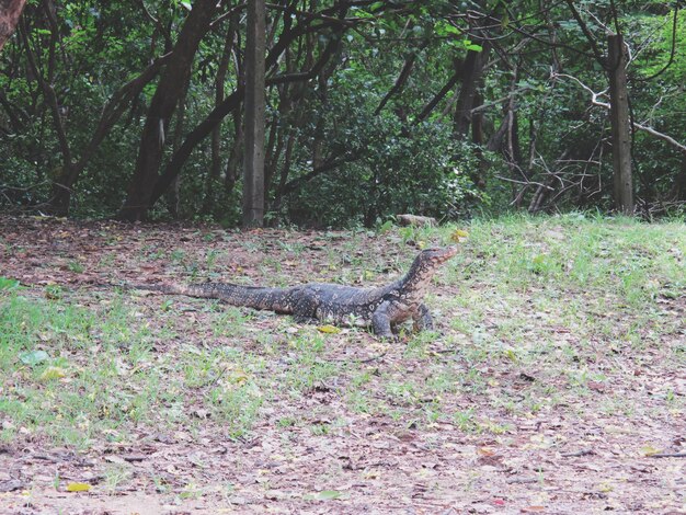 Foto eidechse im wald