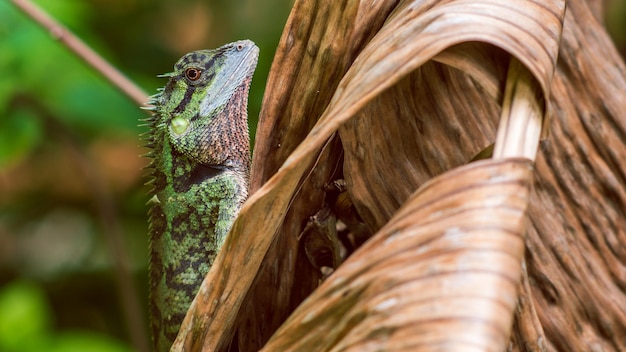 Eidechse mit Stumpf Calotes Emma auf Banan Leaf Krabi Thailand