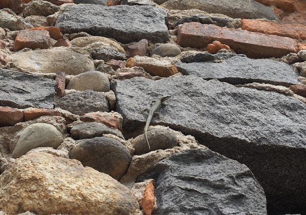 Eidechse Reptil auf einer Steinmauer