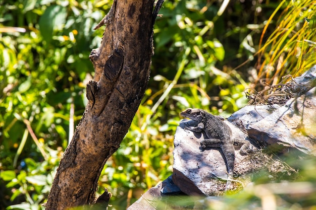 Eidechse Reptil in einem Dschungel