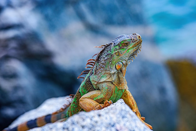 Eidechsenleguan, in einer Höhle, in der Eidechsen leben. Wildes Reptil in Florida.