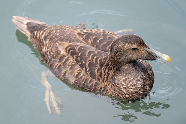 Eider común Pato de San Cuthbert o pato de Cuddy Somateria mollissima Islandia