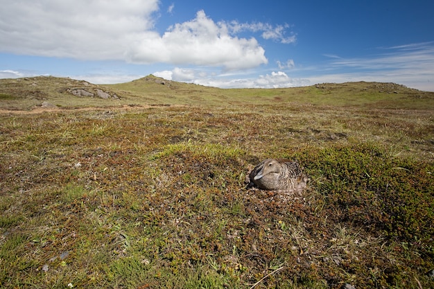 Eider común somateria mollissima empollando sus huevos