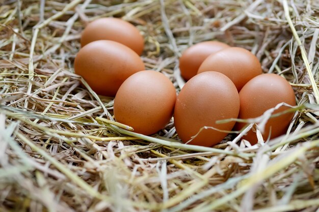 Eier auf dem Feld