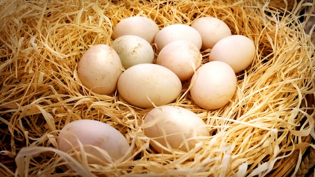 Eier der Nahaufnahme-frischen Ente im Heuschober-Korb im Bauernhof