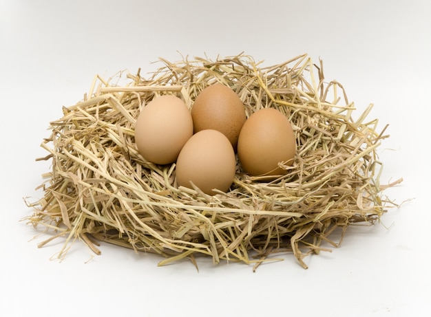 Eier im Nest auf weißem Hintergrund
