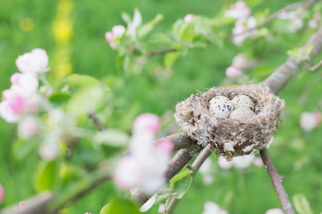 Eier im Nest im Freien