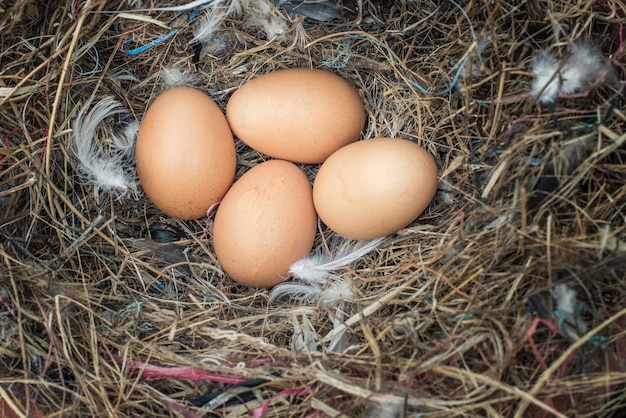 Eier im Nest