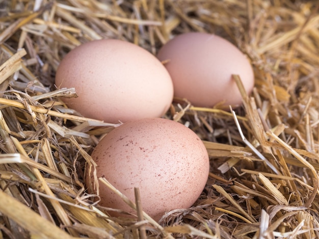 Eier in einem Nest