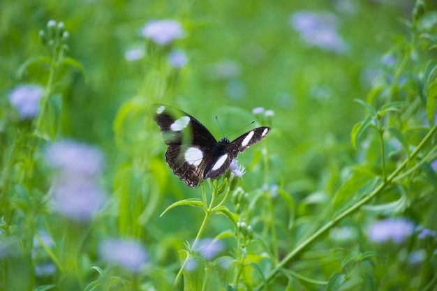 Eierfliege-Schmetterling