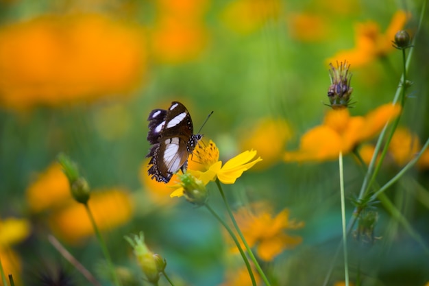 Eierfliegenschmetterling r schwebt und ruht im Frühling über den Blumenpflanzen