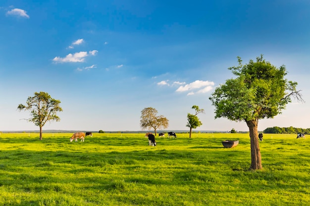 Eifel vacas cerca de Aquisgrán, Alemania