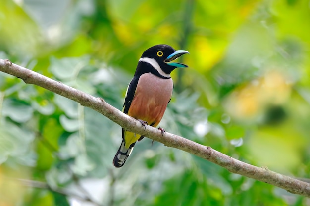 Eightlaimus ochromalus de Broadbill negro y amarillo Aves macho hermosas de Tailandia