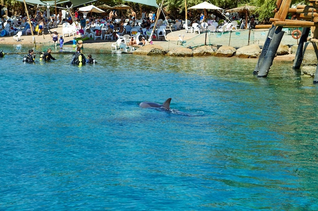 Eilat-Israel 8 de septiembre de 2018. Arrecife de delfines en el Mar Rojo.